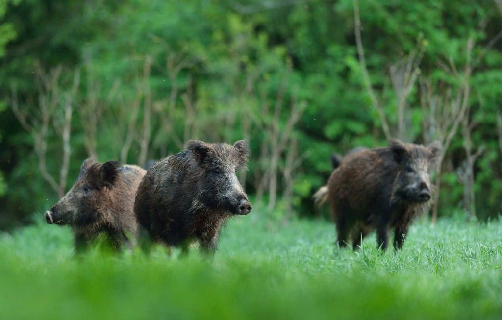Realistic wild boars foraging in lush green meadow with soft-focus forest background wallpaper
