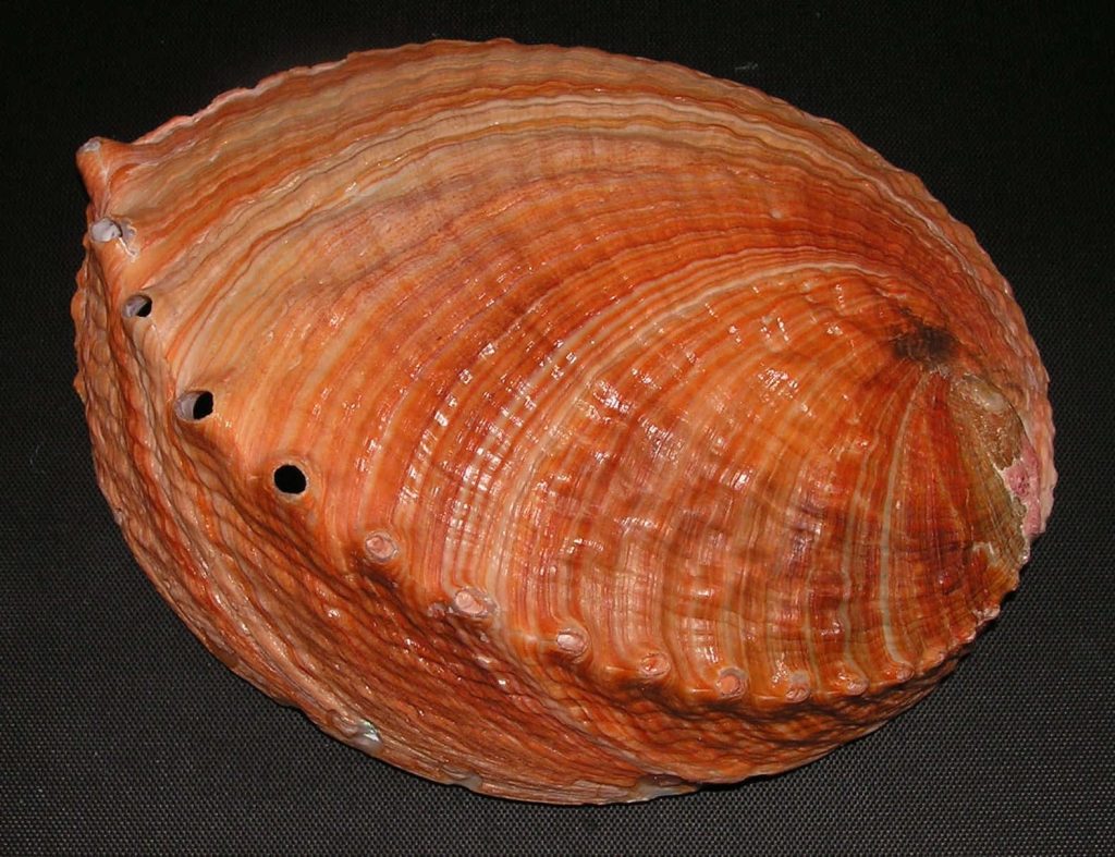 Close-up of Red Abalone shell with reddish tones and textured respiratory pores on black background Wallpaper