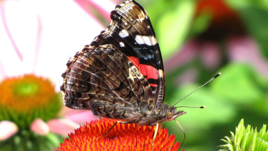 Red Admiral Butterfly on Red Flower: Serene Nature Wallpaper