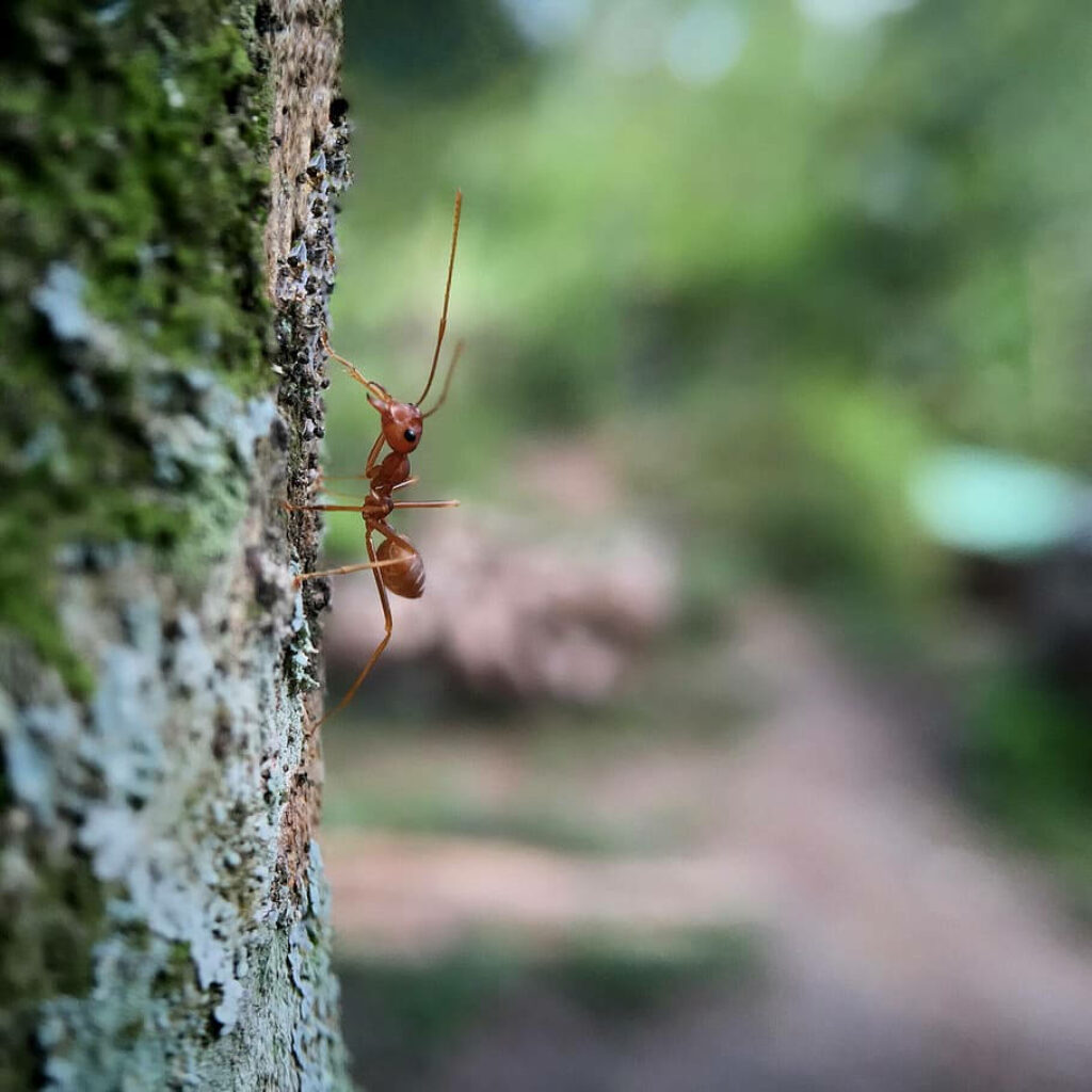 Close-up of red ant crawling on mossy tree trunk textured bark green forest background wallpaper