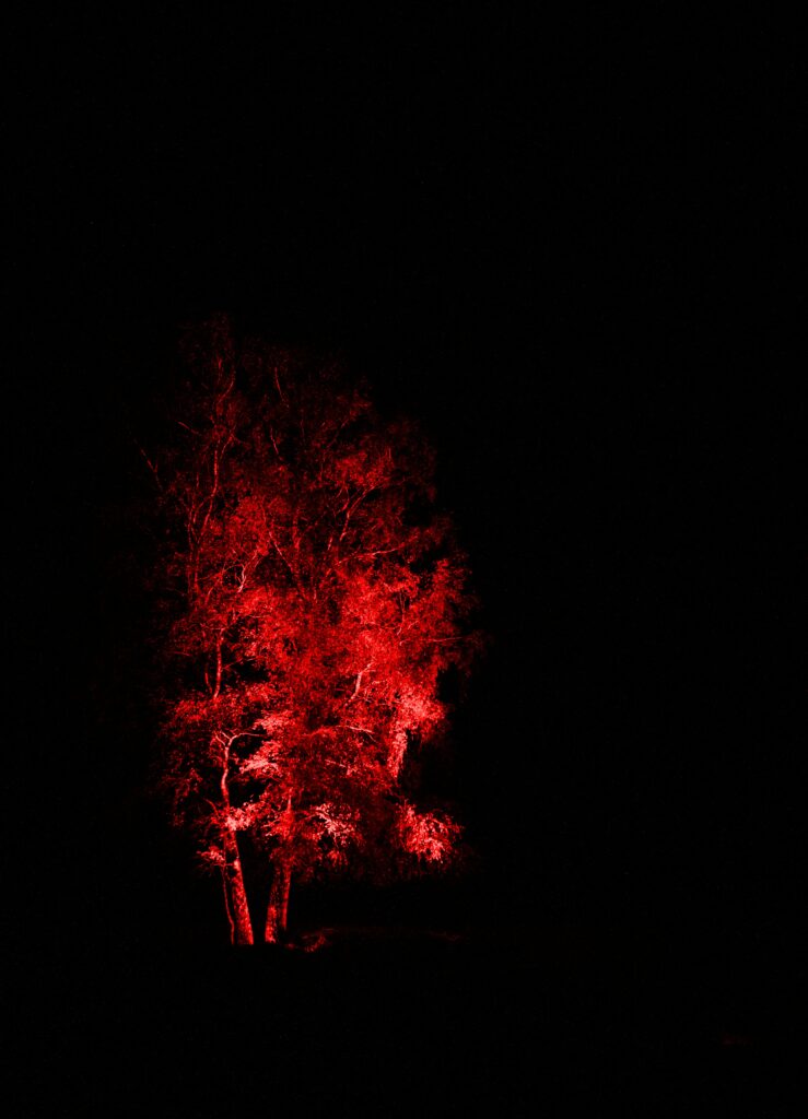 Red Backlit Tree Wallpaper: Dramatic Light & Shadow Background