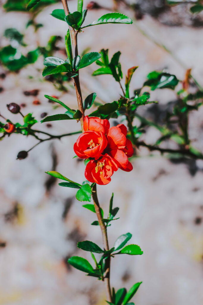 Vibrant Blooms: Captivating Spring Blossoms on a Branch - Beautiful Red Flower in HD, Ideal Phone Wallpaper Background