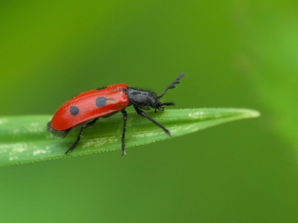 Close-up of a red checkered beetle with black spots on a green leaf natural vibrant wallpaper