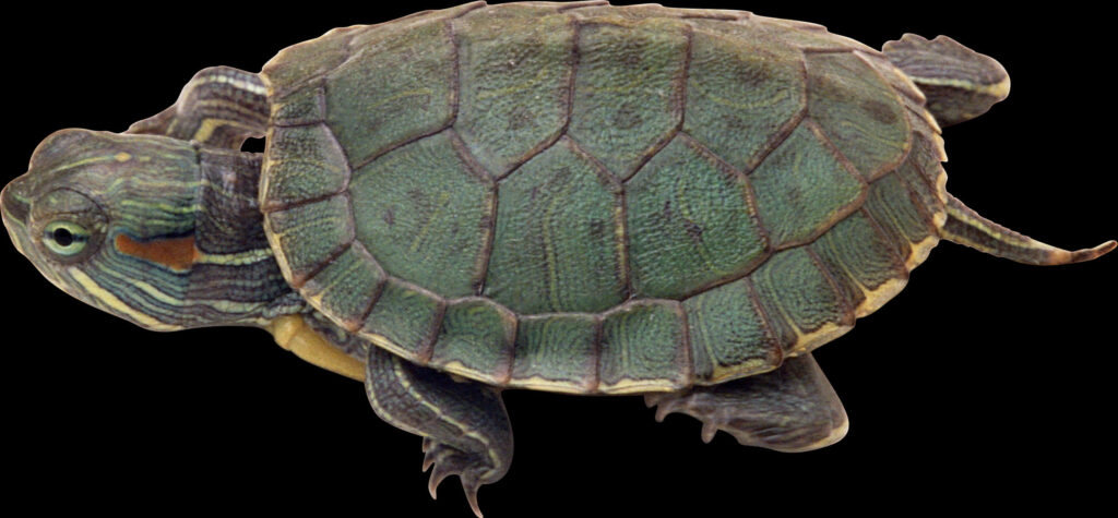 Red Eared Slider Turtle Wallpaper on Transparent Background