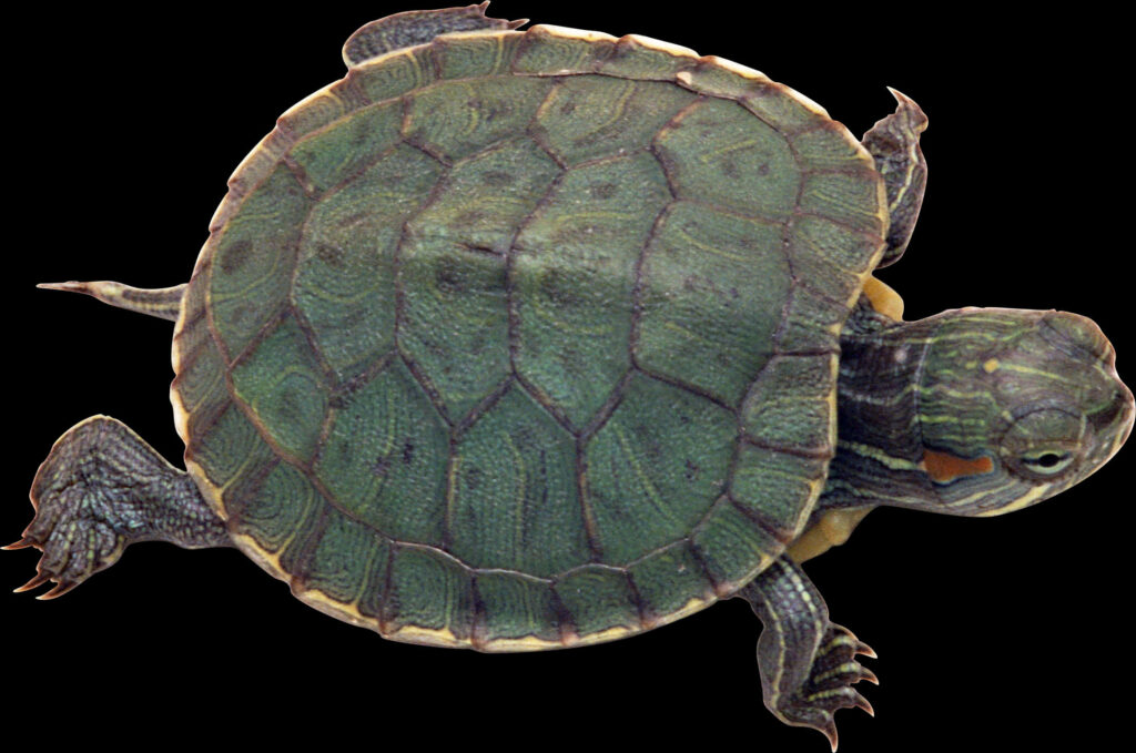 Red Eared Slider Turtle Wallpaper with Green Shell & Red Markings