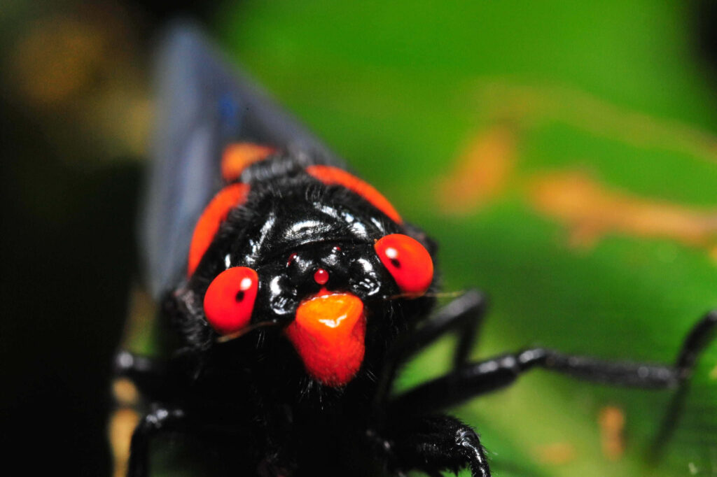 Close-up of red-eyed cicada nymph with glossy black exoskeleton on green blurred background Wallpaper