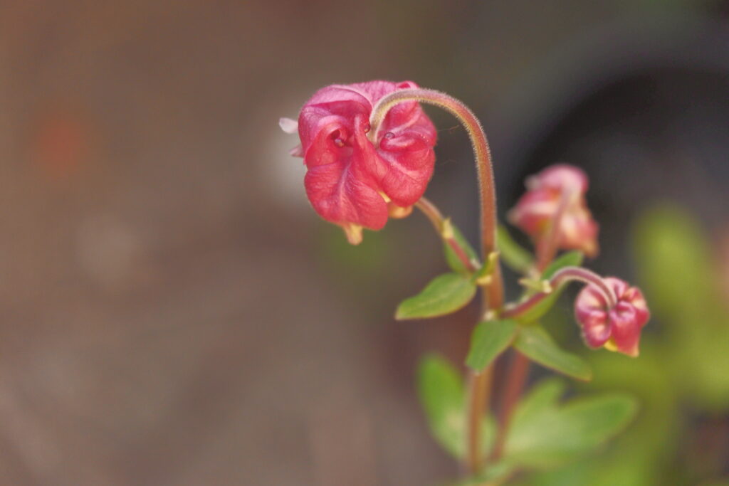 Stunning Red Flower Bud Close-Up with Soft-Focus Green Background Wallpaper