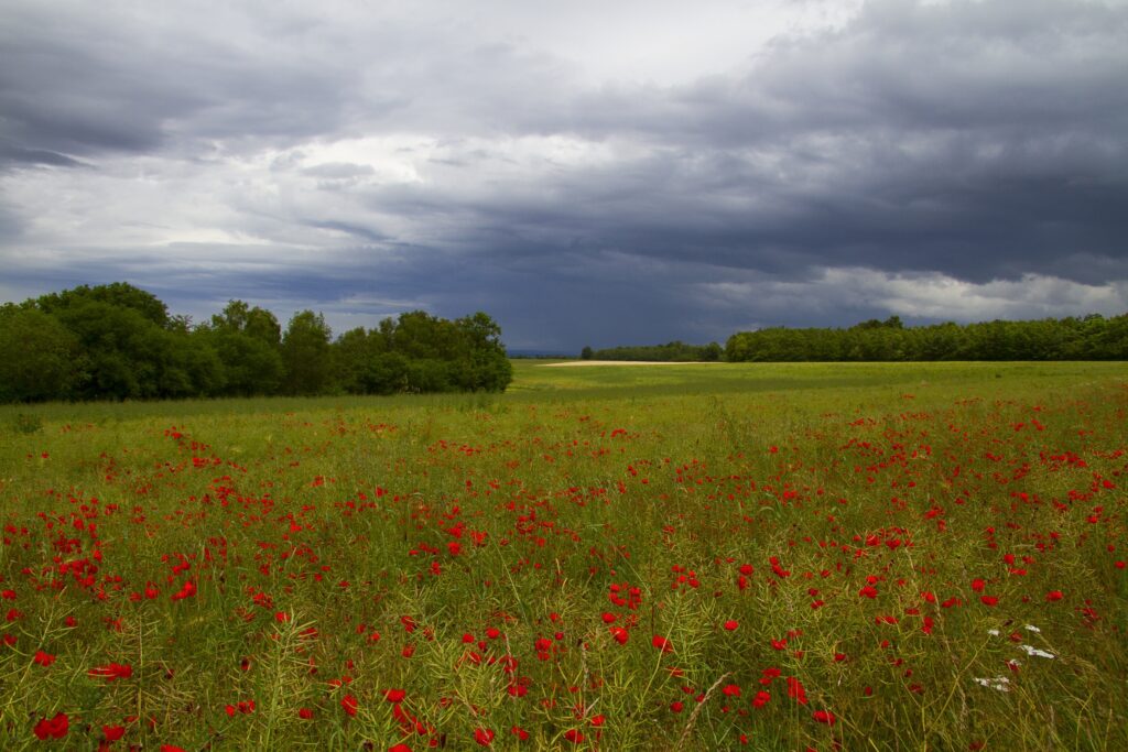 Wide field of red flowers under dramatic gray clouds with green trees peaceful nature wallpaper
