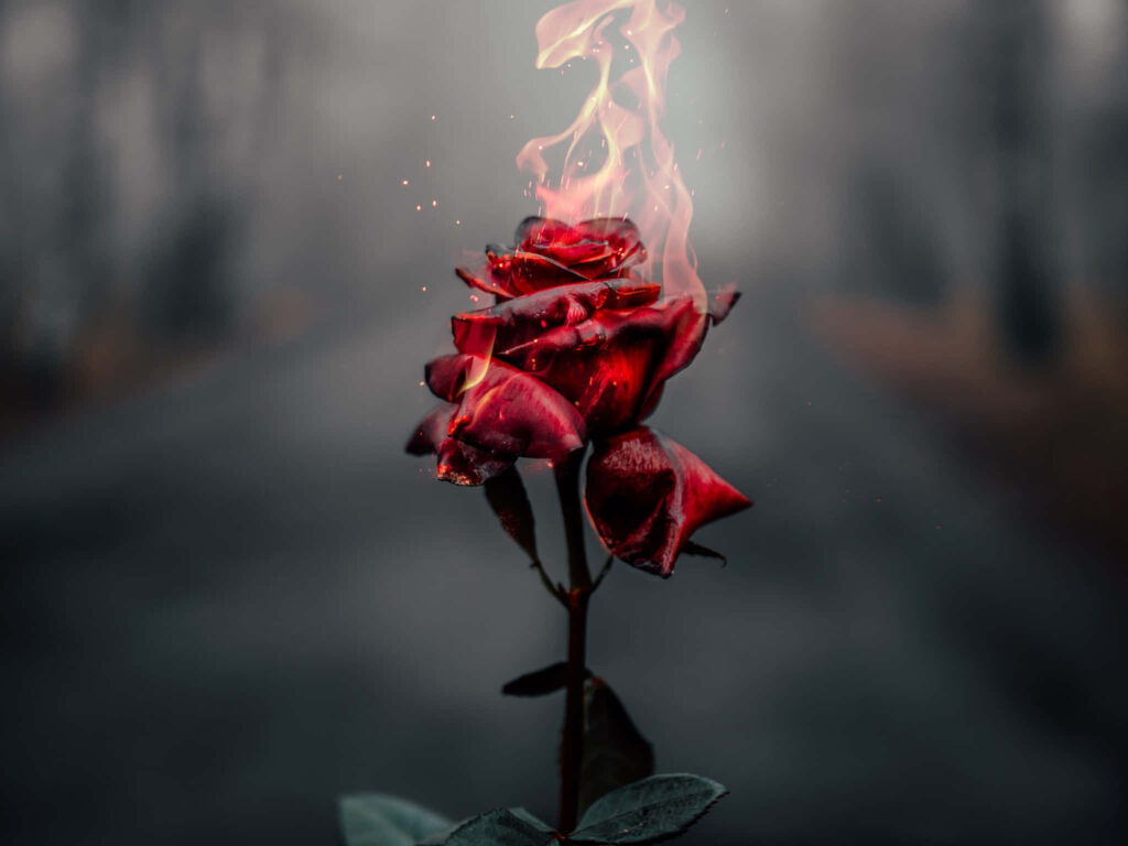 Red Flower in Ethereal Flames – Captivating Moody Wallpaper Background