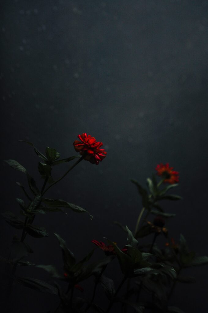 Red Flower Bloom Wallpaper: Striking Floral Contrast on Dark Background