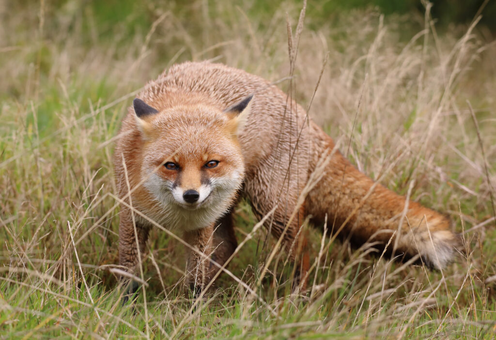 Red Fox Close-Up in Tall Grass - Sly Expression & Natural Beauty Wallpaper