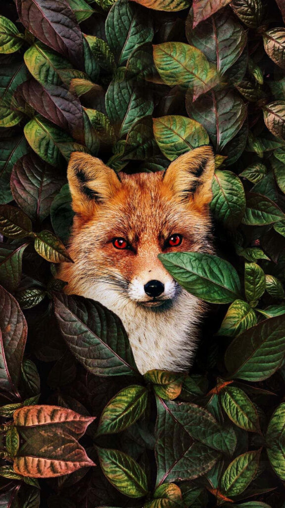 Red Fox in Lush Green Leaves: Nature's Curious Wild Beauty Wallpaper