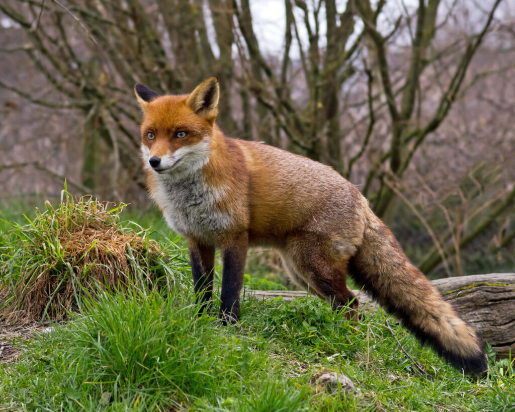 Red Fox in Lush Meadow: Cautious Alertness Amidst Vibrant Greenery Wallpaper