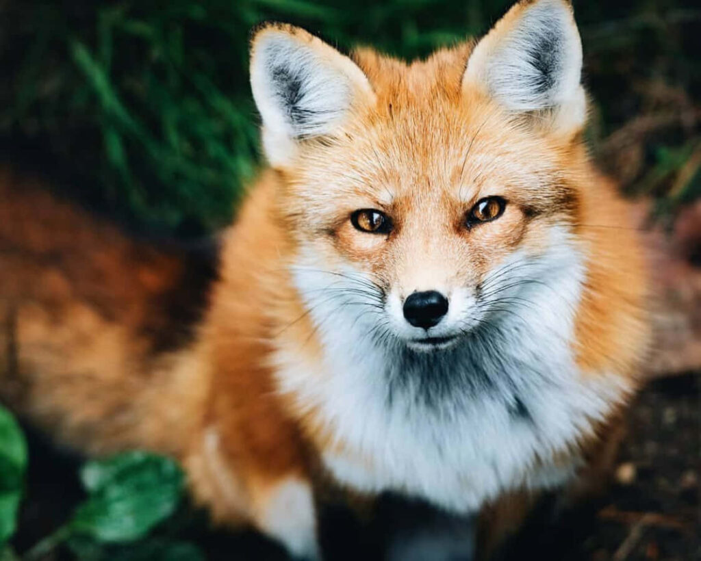 Red Fox on Log: Striking Orange Fur in Winter Landscape Wallpaper
