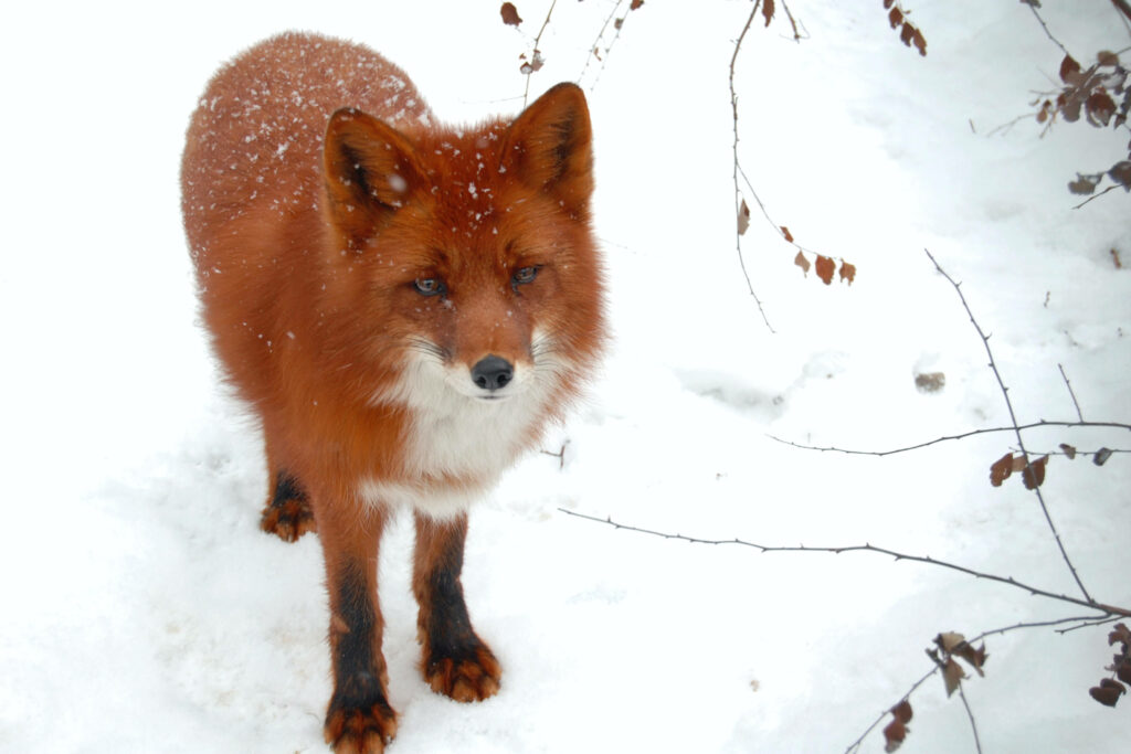 Elegant Red Fox in Snowy Wilderness - Stunning Nature Wallpaper