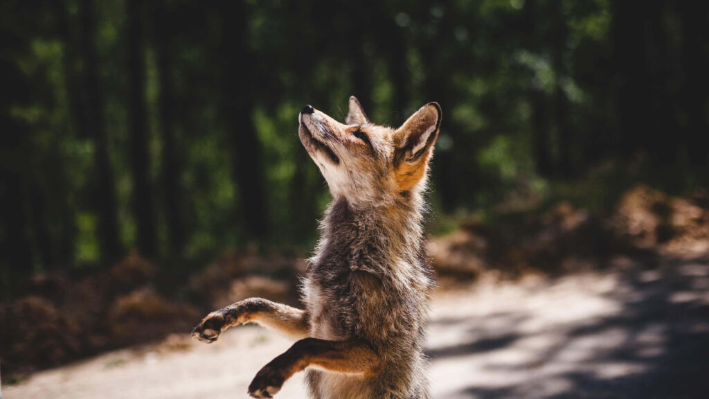 Serene Red Fox in Sunlit Forest - Nature's Captivating Background Wallpaper