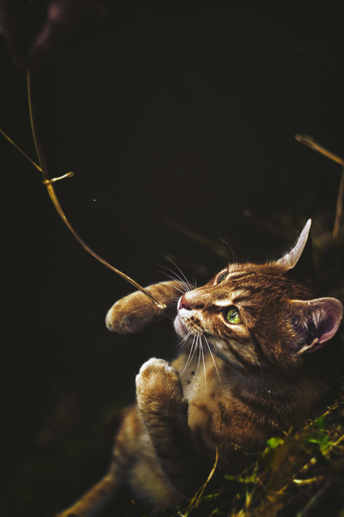 Striking Red-Furred Cat with Green Eyes: High-Resolution Wallpaper