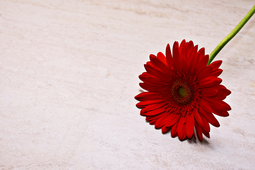 Vibrant Red Gerbera: A HD Floral Delight on a Marbled Canvas Wallpaper