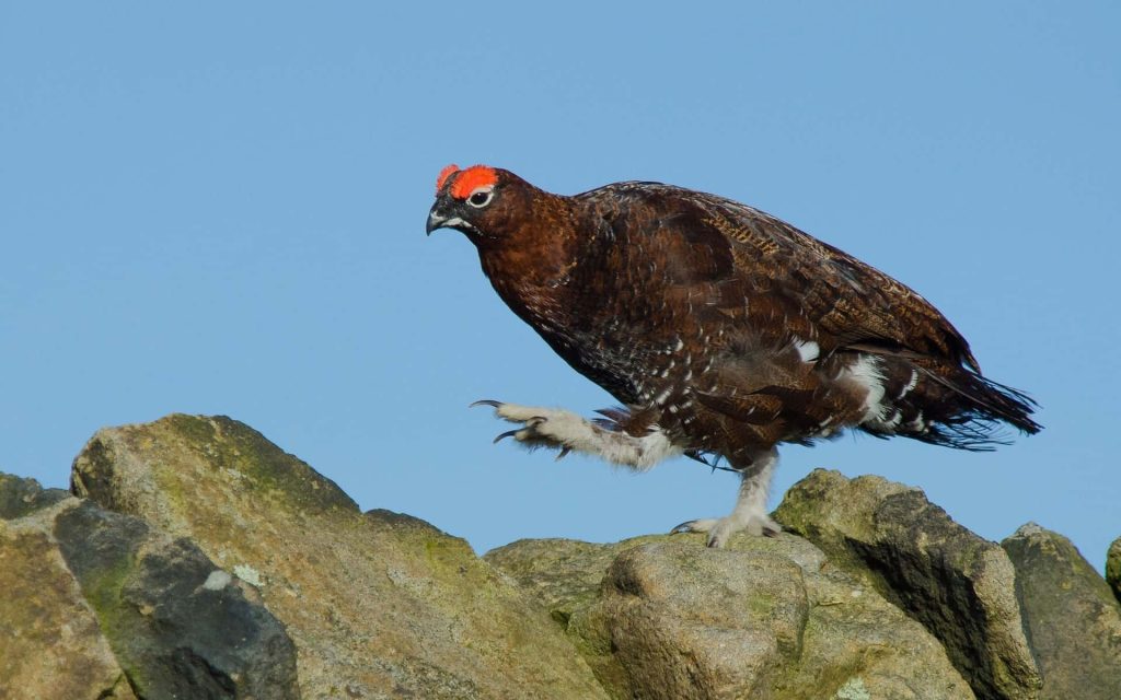Red Grouse on rocky crags with red comb and brown feathers against clear blue sky wallpaper