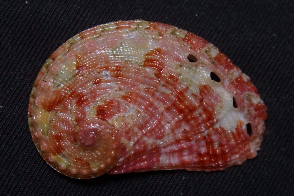 Macro view of vibrant red Haliotis abalone shell with iridescent ridges on black background wallpaper