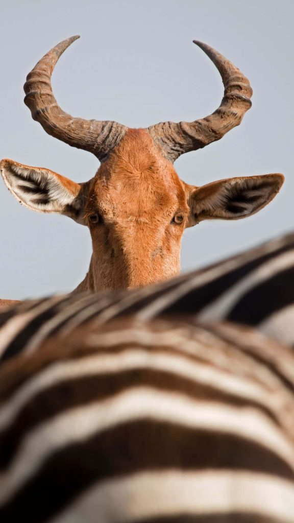 Red Hartebeest behind blurred zebra stripes sharp horns expressive eyes wildlife wallpaper