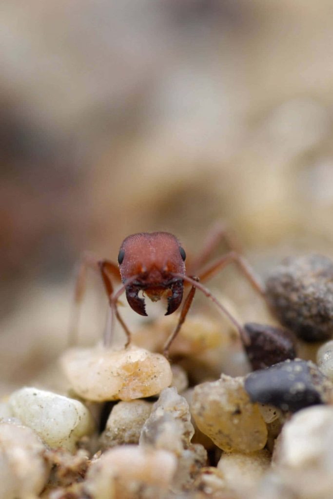 Macro close-up of red harvester ant head with strong mandibles on textured pebbles background Wallpaper