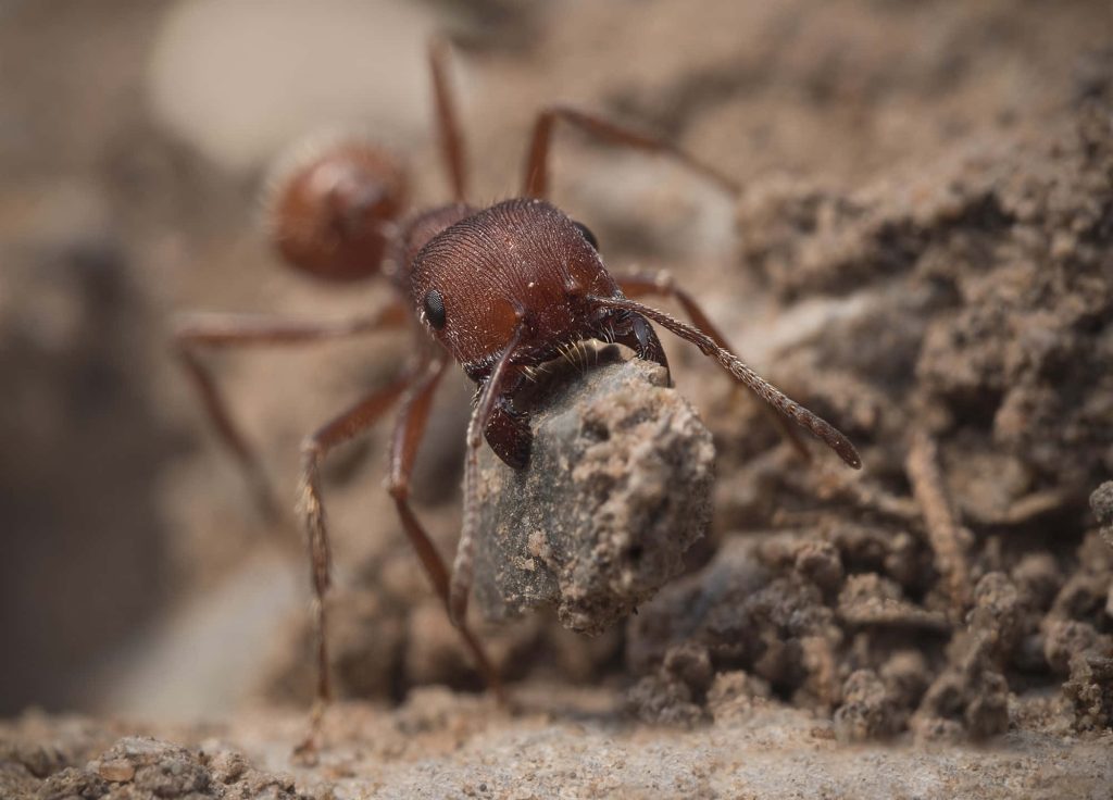 Red harvester ant carrying rock in soil macro close-up showing insect strength and nature Wallpaper