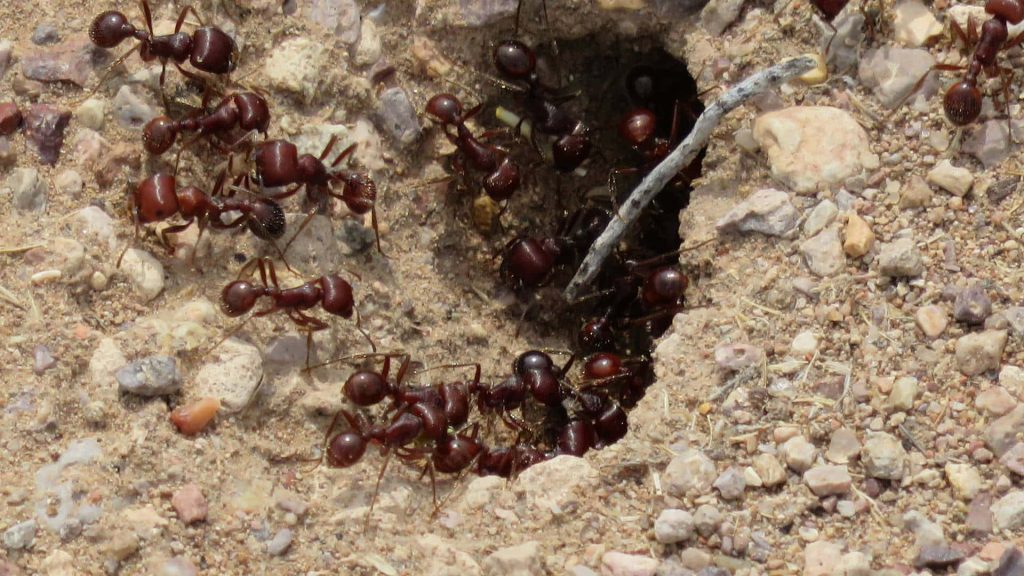 Macro close-up of red harvester ants swarming sandy burrow entrance in natural daylight Wallpaper