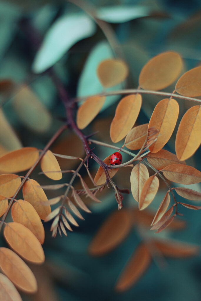 Serene Wallpaper: Red Ladybug on Brown Tree with Teal Background