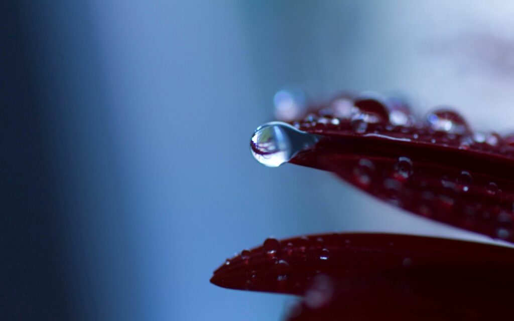 Red Leaf with Dew Drops – Serene Blue Wallpaper Background