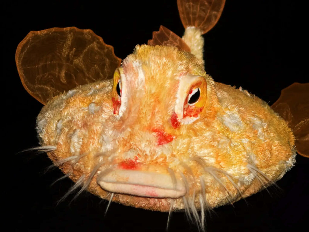 Close-up of red lipped batfish with vibrant lips and textured skin on dark wallpaper background