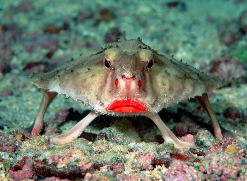 Red Lipped Batfish resting on sandy ocean floor with rocks unique underwater wallpaper background