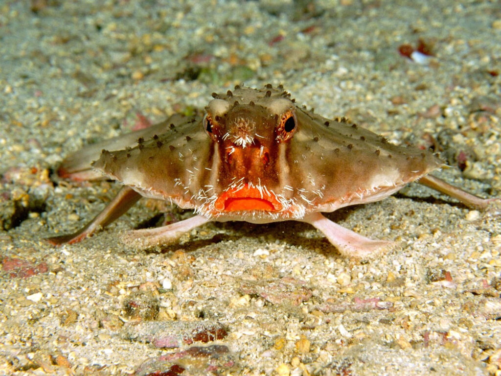 Red Lipped Batfish on sandy seafloor displaying bright red lips and unique body shape wallpaper