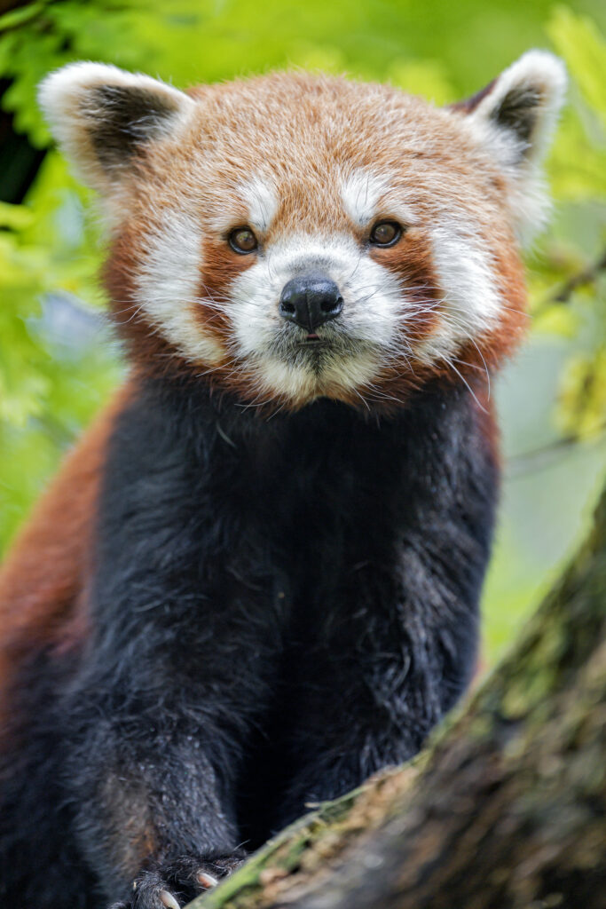 Red Panda Close-Up: Striking Fur on Tree Branch with Lush Greenery Wallpaper