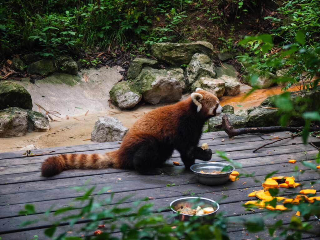 Red Panda Enjoying a Meal in a Lush Zoo Habitat Wallpaper