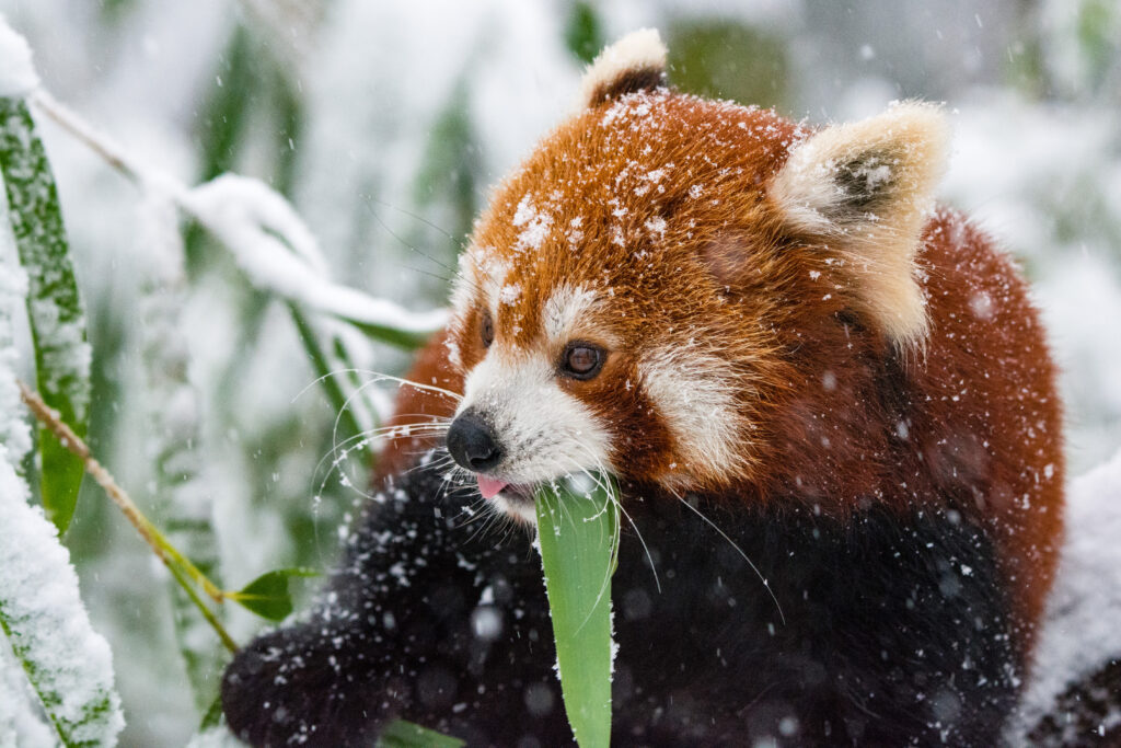 Red Panda in Snowy Landscape: Vibrant Fur & Green Leaves Delight Wallpaper