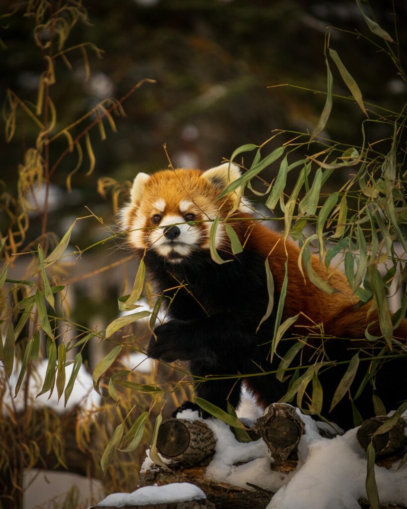 Charming Red Panda in Natural Setting - Wildlife Wallpaper Background