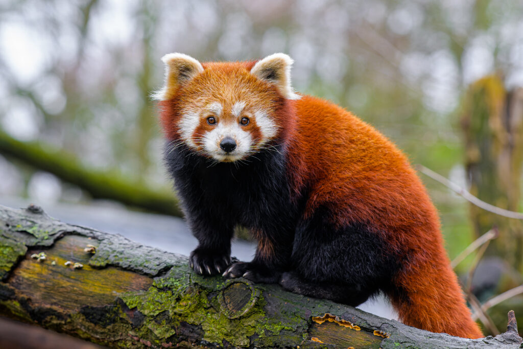 Curious Red Panda on Tree Branch - Vibrant Nature Wallpaper