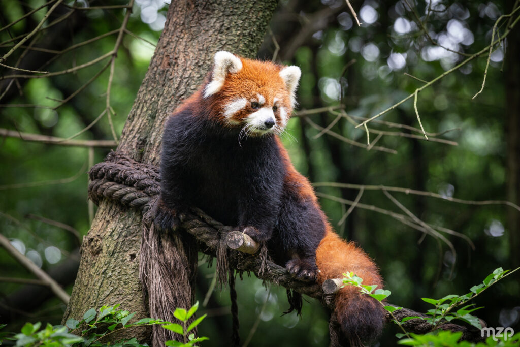 Serene Red Panda on Tree Branches in Lush Green Background Wallpaper