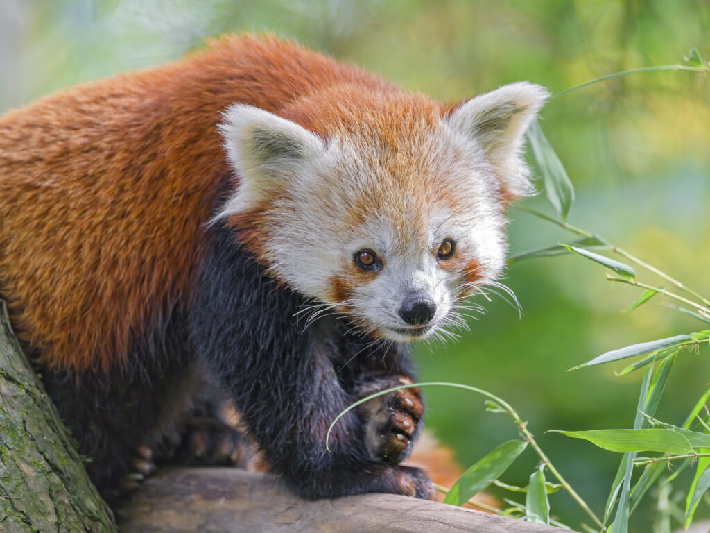 Red Panda in Tree: Vibrant Wildlife Wallpaper with Lush Green Leaves