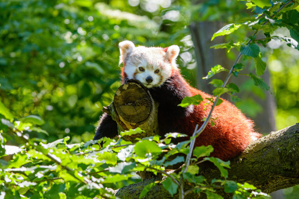 Red Panda Relaxing on Tree Branch - Serene Nature Wallpaper