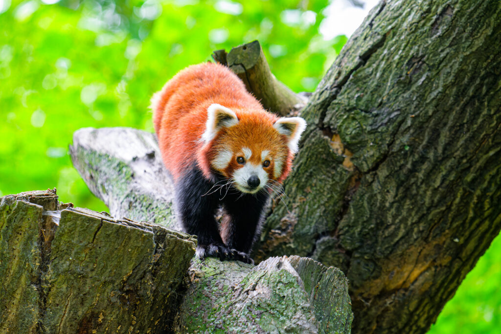 Serene Red Panda in Lush Greenery - Nature Wallpaper