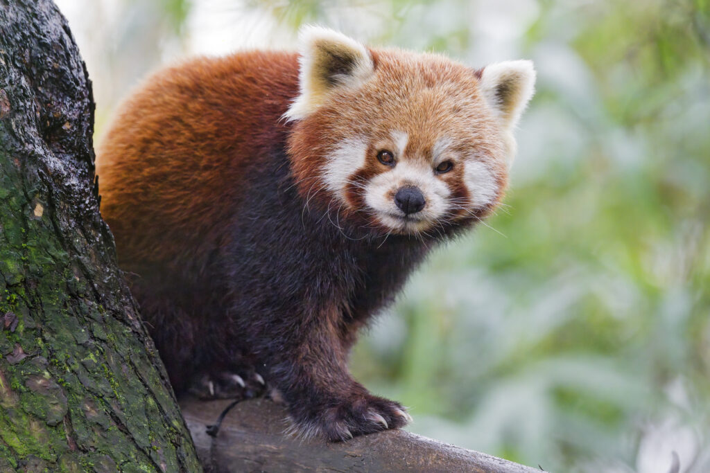 Red Panda Perched on Tree Branch - Vibrant Fur & Blurred Background Wallpaper