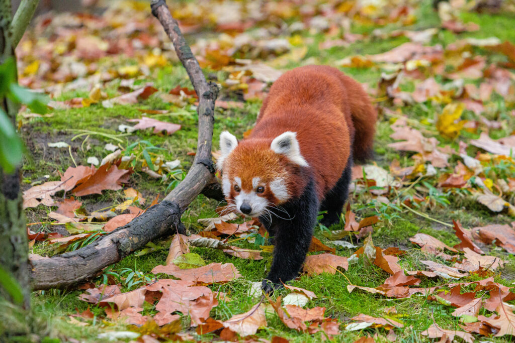Red Panda in Vibrant Dry Leaves - Stunning Wildlife Wallpaper