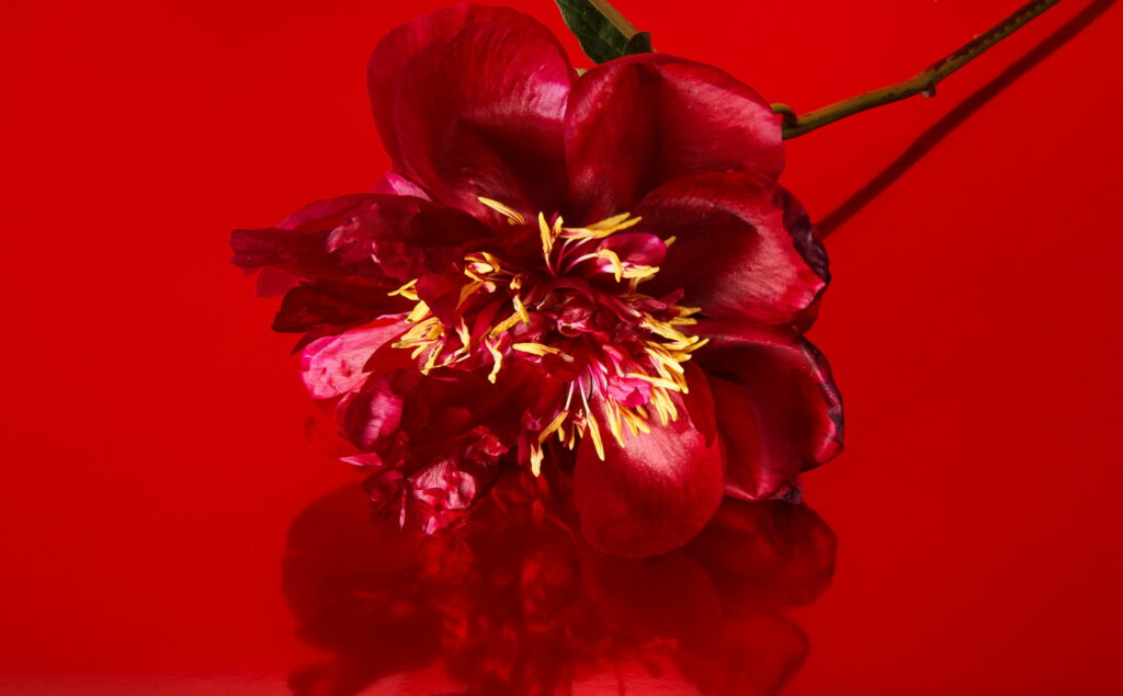 Close-up deep red peony with vibrant yellow stamens on glossy reflective red surface wallpaper