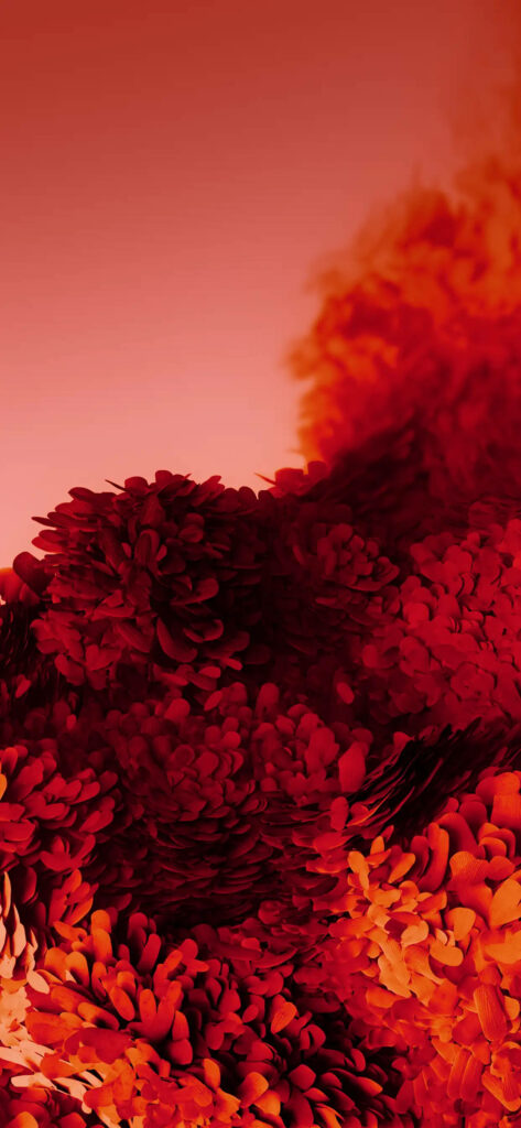 A Vibrant Canvas of Scarlet Blossoms: Captivating iPhone 11 Pro Wallpaper