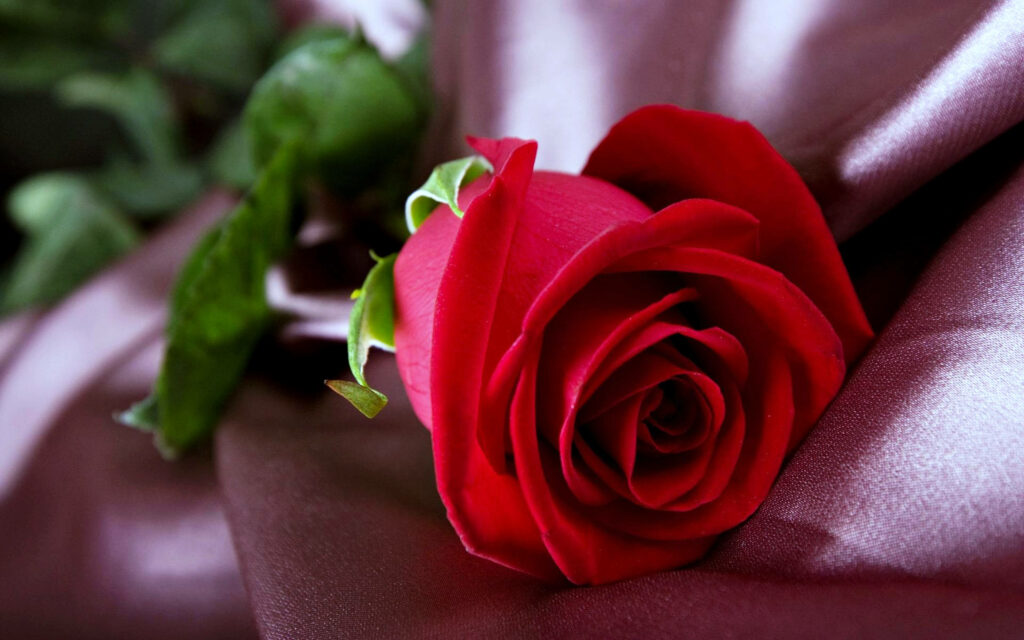 Red Rose Elegance on Fabric: A Captivating Wallpaper Background