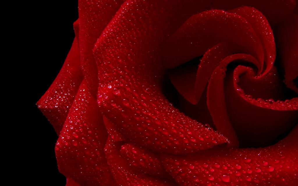 Stunning Red Rose Wallpaper: Delicate Petals & Water Droplets