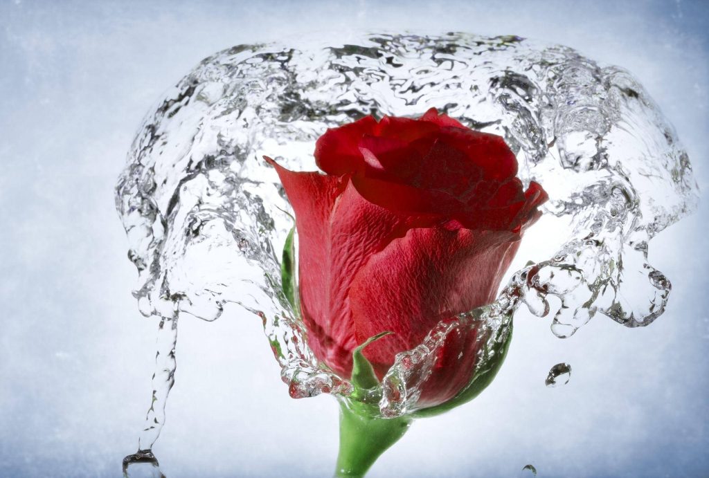 Vibrant red rose with crystal-clear water splash high-speed photography wallpaper background