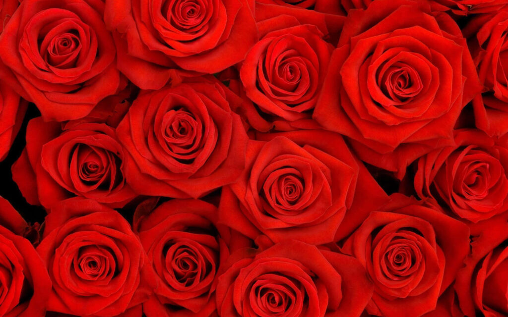 Blooming Brilliance: a Captivating Overhead View of a Compact Red Roses Bouquet Elevating the Red Roses Laptop Aesthetics Wallpaper
